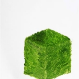 Cube Shrub, Oil on coated paper, 33x27cm - 2011